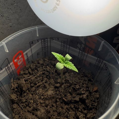 Cream Cookies full grow start pics growlog timeline photo