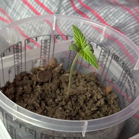 Cream Cookies full grow start pics growlog timeline photo