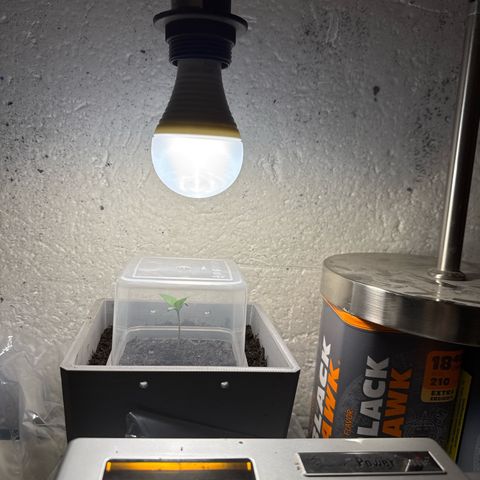 Cream Cookies full grow start pics growlog timeline photo