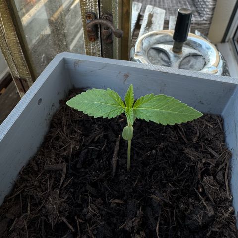 Cream Cookies full grow start pics growlog timeline photo