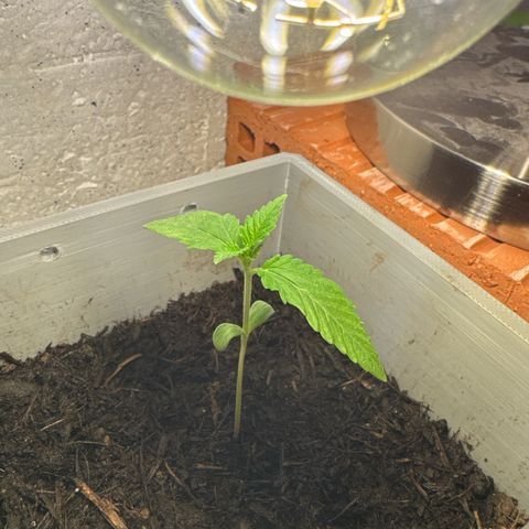 Cream Cookies full grow start pics growlog timeline photo