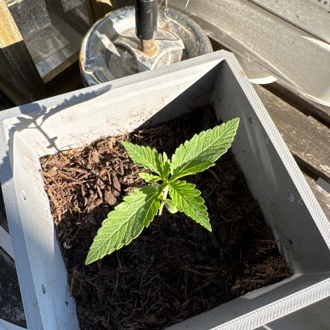Cream Cookies full grow start pics growlog timeline photo