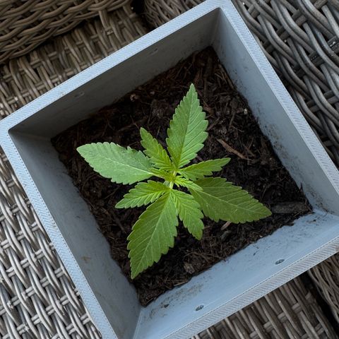 Cream Cookies full grow start pics growlog timeline photo