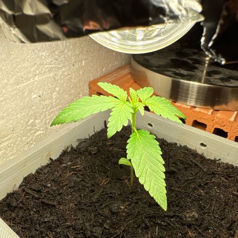 Cream Cookies full grow start pics growlog photo: Rainday, not enough sun