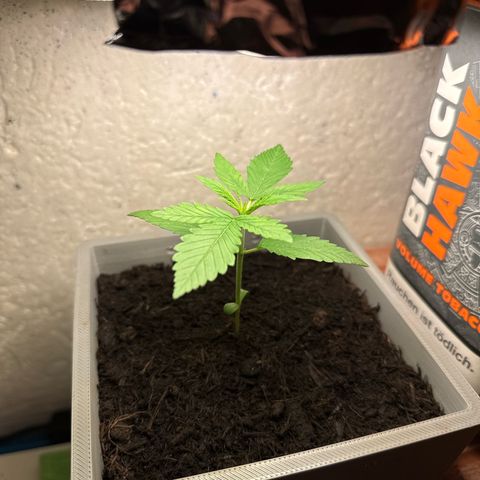 Cream Cookies full grow start pics growlog timeline photo
