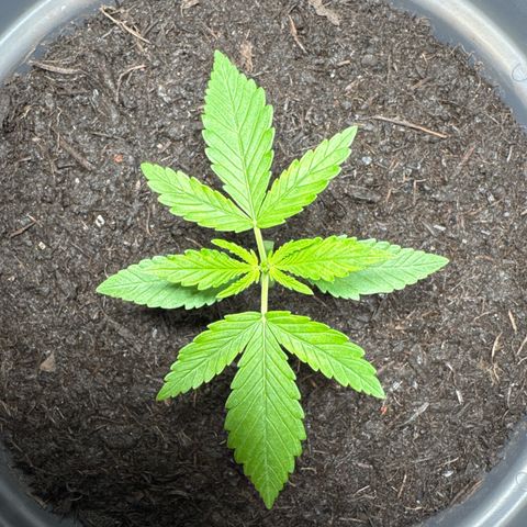 Cream Cookies full grow start pics growlog timeline photo