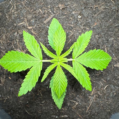 Cream Cookies full grow start pics growlog timeline photo