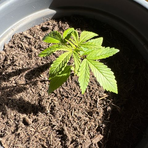 Cream Cookies full grow start pics growlog timeline photo