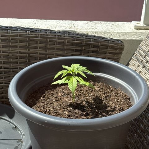 Cream Cookies full grow start pics growlog photo: Wetter wurde wider besser, temp ein wenig niedrig max 21C*, wechsel indoor outdoor 