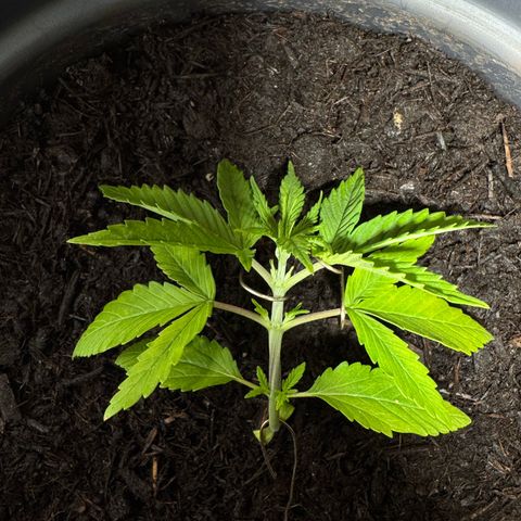 Cream Cookies full grow start pics growlog photo: added LST