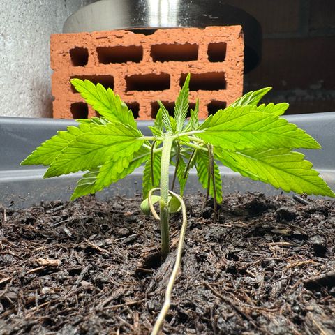 Cream Cookies full grow start pics growlog photo: added LST