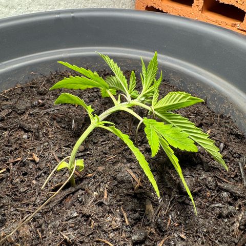 Cream Cookies full grow start pics growlog photo: added LST