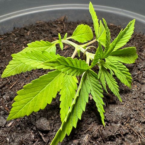 Cream Cookies full grow start pics growlog photo: added LST