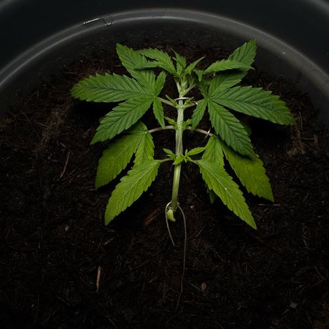 Cream Cookies full grow start pics growlog photo: in need of nutrians, lower branches are turning yellow