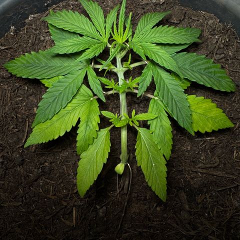 Cream Cookies full grow start pics growlog timeline photo