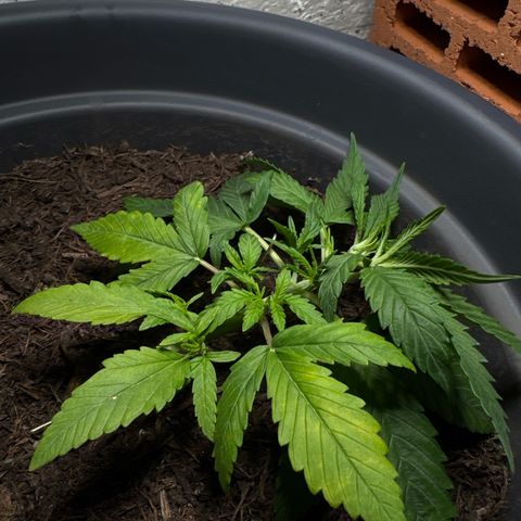 Cream Cookies full grow start pics growlog timeline photo