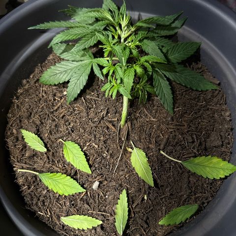 Cream Cookies full grow start pics growlog photo: entlaubung
