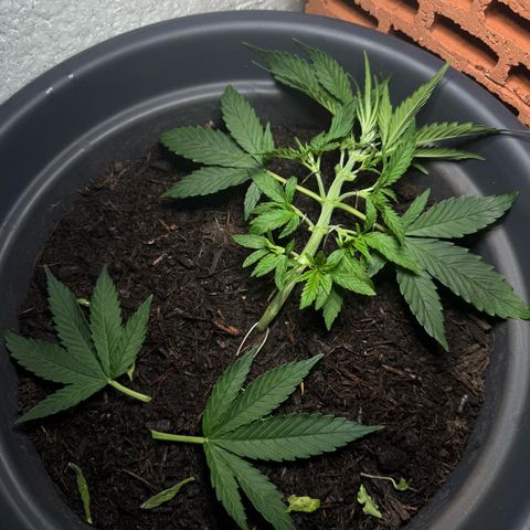 Cream Cookies full grow start pics growlog timeline photo