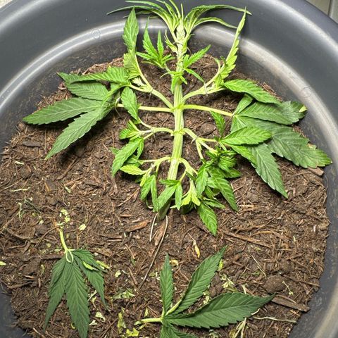 Cream Cookies full grow start pics growlog timeline photo