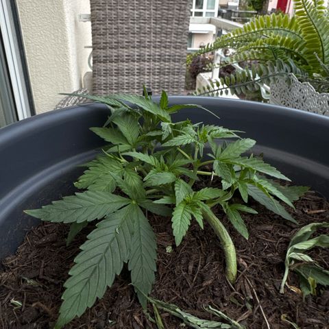 Cream Cookies full grow start pics growlog timeline photo