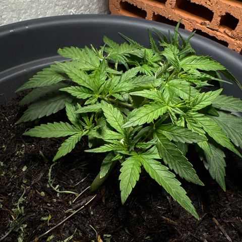 Cream Cookies full grow start pics growlog timeline photo