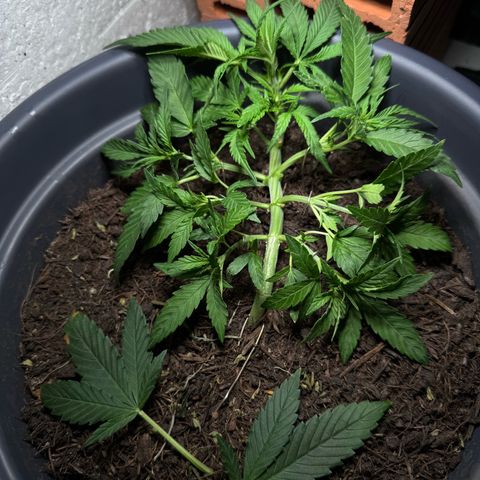 Cream Cookies full grow start pics growlog timeline photo