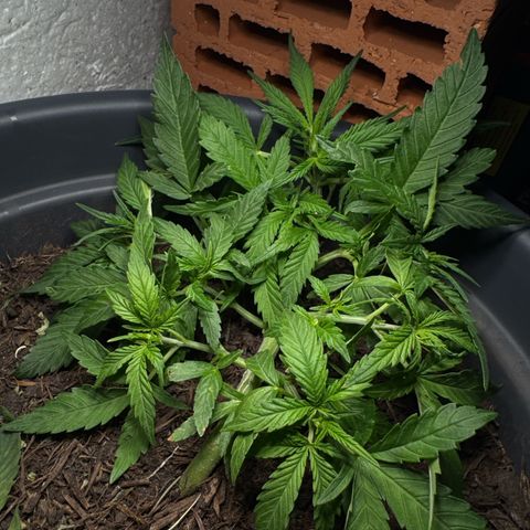 Cream Cookies full grow start pics growlog timeline photo