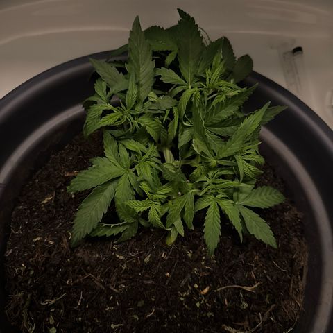 Cream Cookies full grow start pics growlog timeline photo