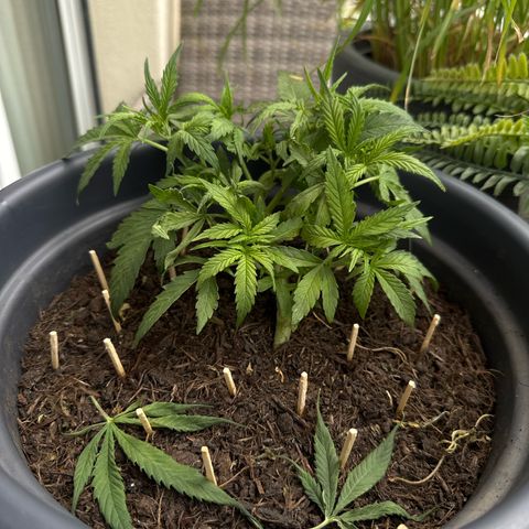 Cream Cookies full grow start pics growlog timeline photo