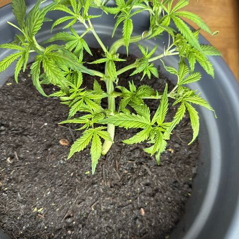 Cream Cookies full grow start pics growlog photo: cleaned up