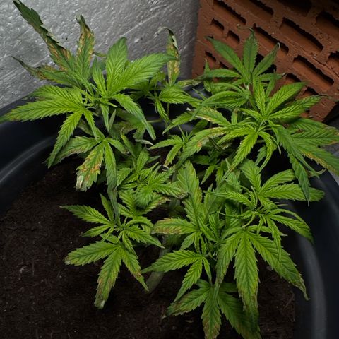 Cream Cookies full grow start pics growlog timeline photo