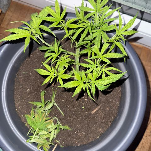 Cream Cookies full grow start pics growlog timeline photo
