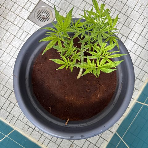 Cream Cookies full grow start pics growlog photo: gespühlt, ph reset