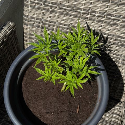 Cream Cookies full grow start pics growlog timeline photo