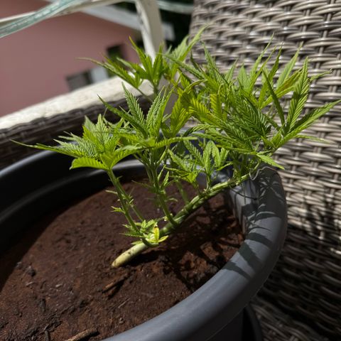 Cream Cookies full grow start pics growlog timeline photo