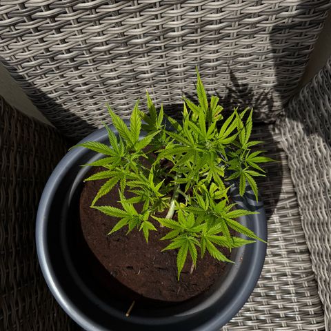 Cream Cookies full grow start pics growlog timeline photo