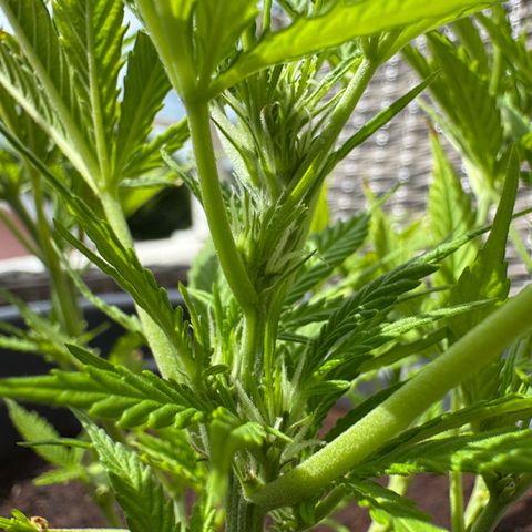 Cream Cookies full grow start pics growlog timeline photo
