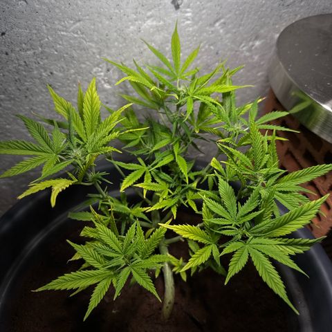 Cream Cookies full grow start pics growlog timeline photo