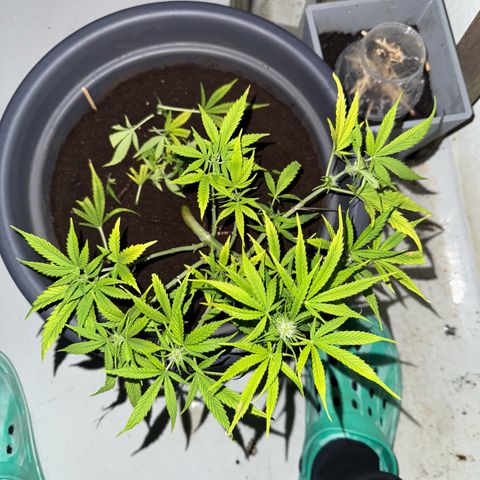 Cream Cookies full grow start pics growlog timeline photo