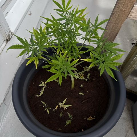 Cream Cookies full grow start pics growlog timeline photo
