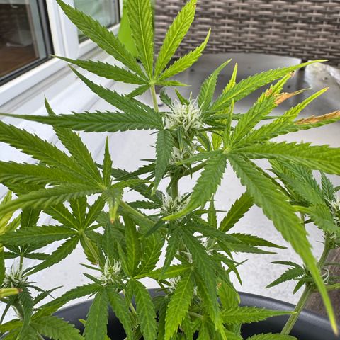 Cream Cookies full grow start pics growlog timeline photo