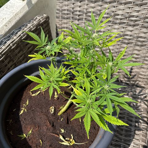 Cream Cookies full grow start pics growlog timeline photo