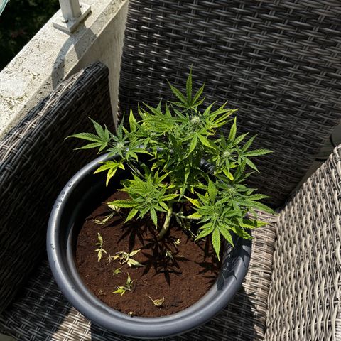 Cream Cookies full grow start pics growlog timeline photo
