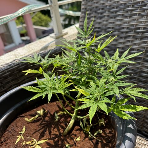 Cream Cookies full grow start pics growlog timeline photo