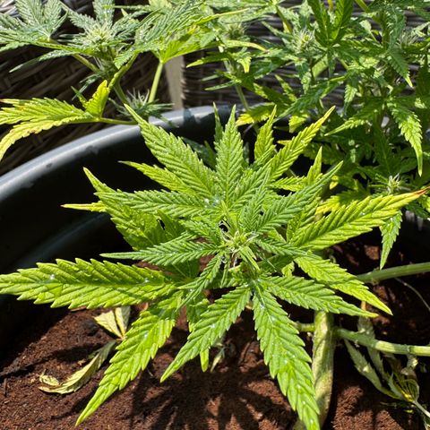 Cream Cookies full grow start pics growlog timeline photo