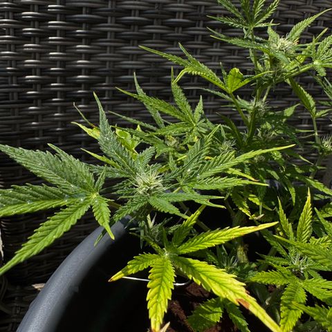 Cream Cookies full grow start pics growlog timeline photo