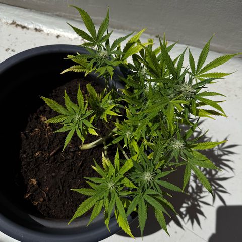 Cream Cookies full grow start pics growlog timeline photo