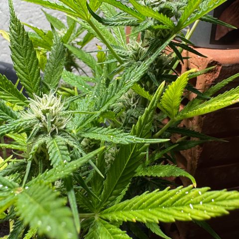 Cream Cookies full grow start pics growlog timeline photo