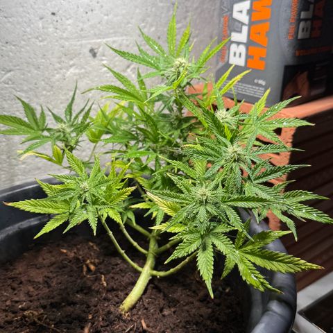 Cream Cookies full grow start pics growlog timeline photo