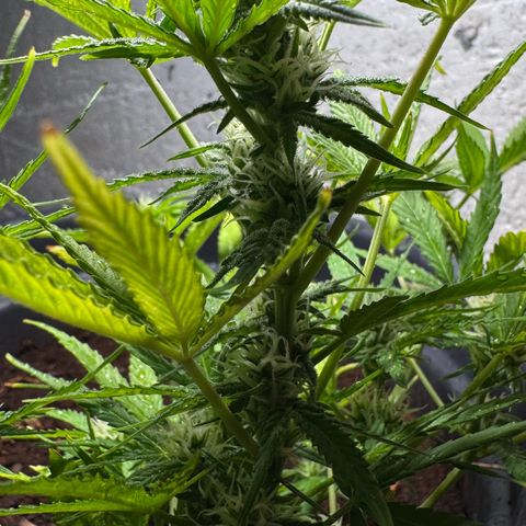 Cream Cookies full grow start pics growlog timeline photo